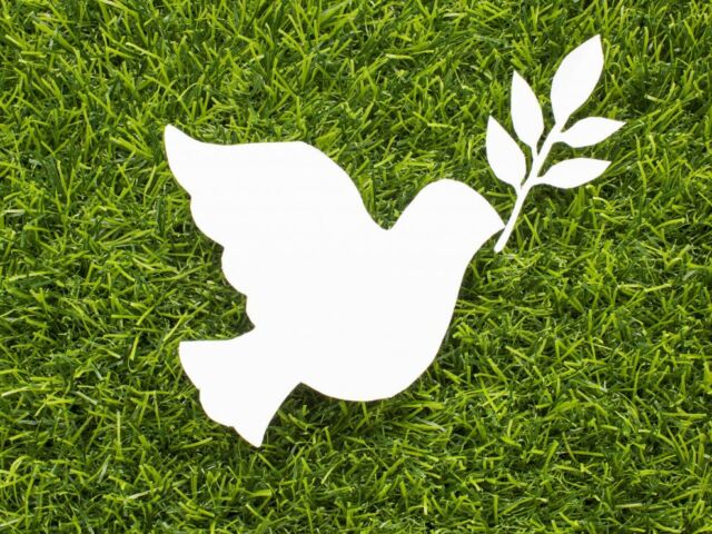 paloma-de-la-paz.r_d.2724-1533